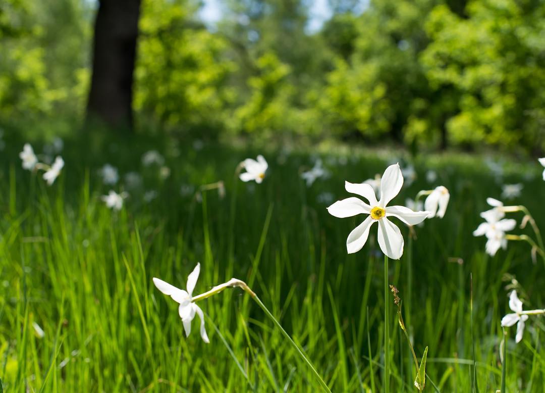 Poiana Narciselor